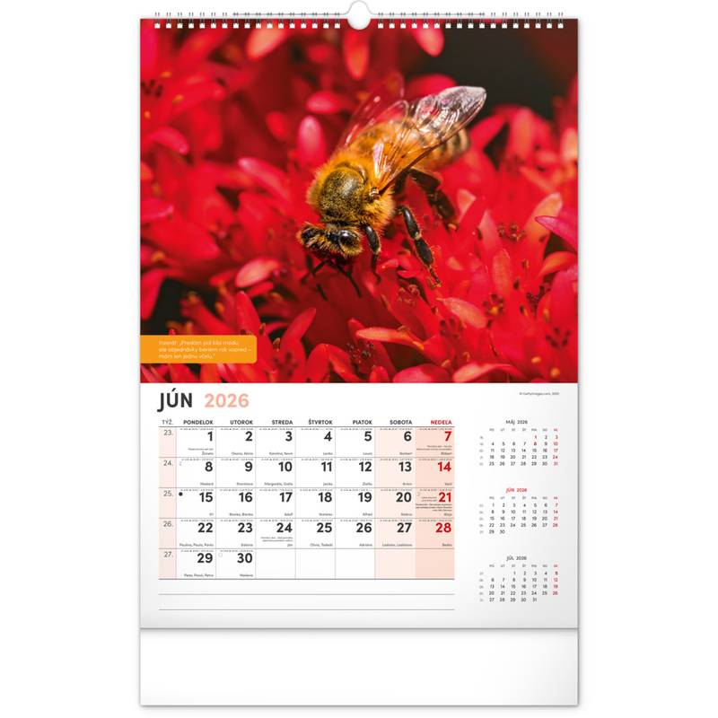 NOTIQUE Nástenný Včelársky kalendár 2026, 33 x 46 cm NOTIQUE Nástenný Včelársky kalendár 2026, 33 x 46 cm