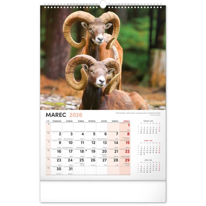 NOTIQUE Nástenný kalendár Poľovnícky 2026, 33 x 46 cm NOTIQUE Nástenný kalendár Poľovnícky 2026, 33 x 46 cm