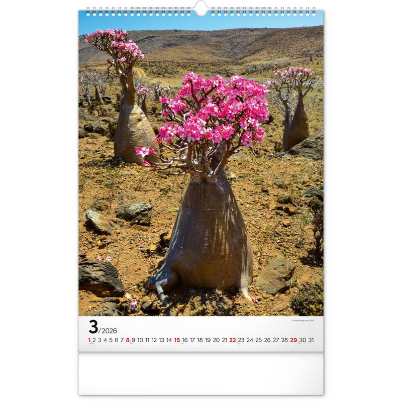 NOTIQUE Nástěnný kalendář Stromy 2026, 33 x 46 cm NOTIQUE Nástěnný kalendář Stromy 2026, 33 x 46 cm