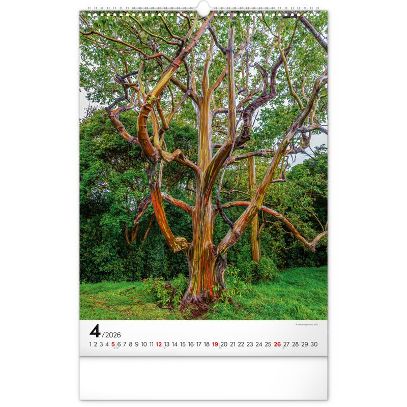 NOTIQUE Nástěnný kalendář Stromy 2026, 33 x 46 cm NOTIQUE Nástěnný kalendář Stromy 2026, 33 x 46 cm