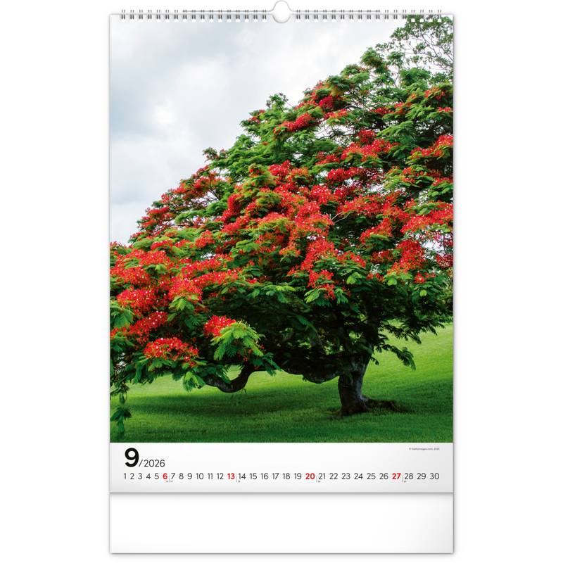 NOTIQUE Nástěnný kalendář Stromy 2026, 33 x 46 cm NOTIQUE Nástěnný kalendář Stromy 2026, 33 x 46 cm