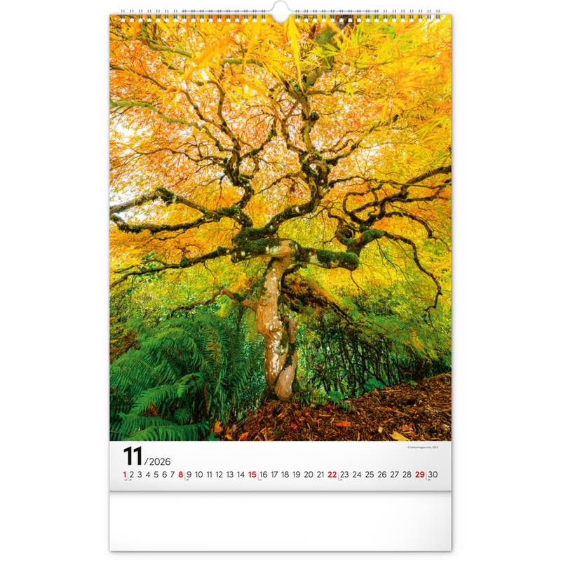 NOTIQUE Nástěnný kalendář Stromy 2026, 33 x 46 cm NOTIQUE Nástěnný kalendář Stromy 2026, 33 x 46 cm