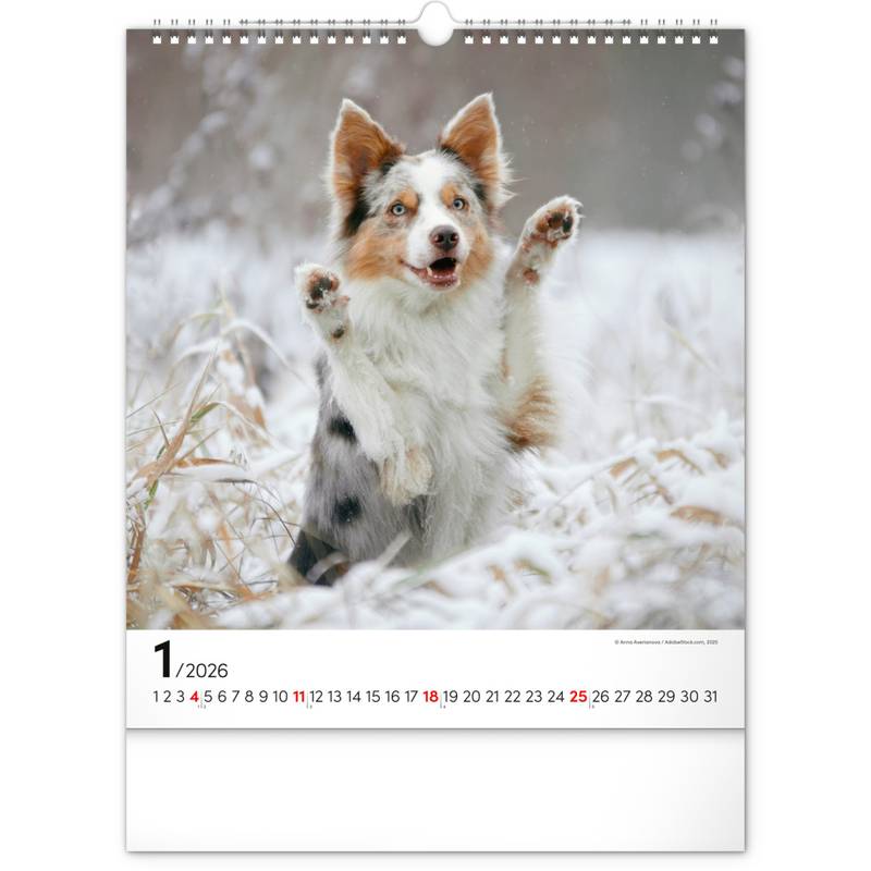 NOTIQUE Nástěnný kalendář Psi 2026, 30 x 34 cm NOTIQUE Nástěnný kalendář Psi 2026, 30 x 34 cm