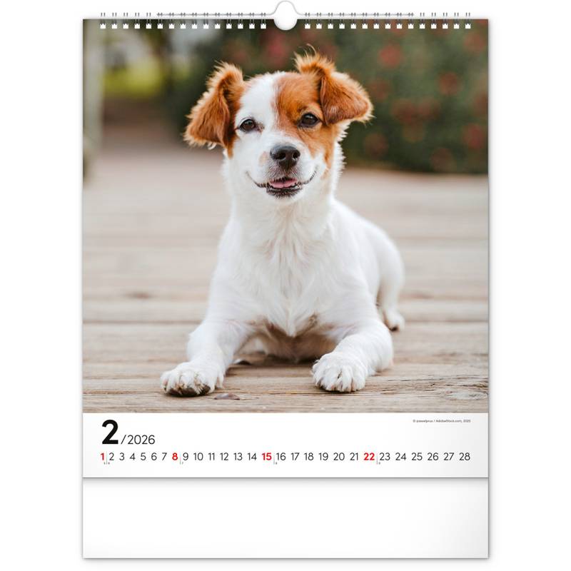 NOTIQUE Nástěnný kalendář Psi 2026, 30 x 34 cm NOTIQUE Nástěnný kalendář Psi 2026, 30 x 34 cm