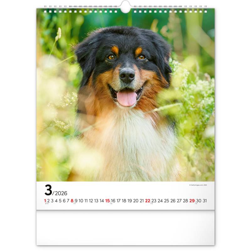 NOTIQUE Nástěnný kalendář Psi 2026, 30 x 34 cm NOTIQUE Nástěnný kalendář Psi 2026, 30 x 34 cm