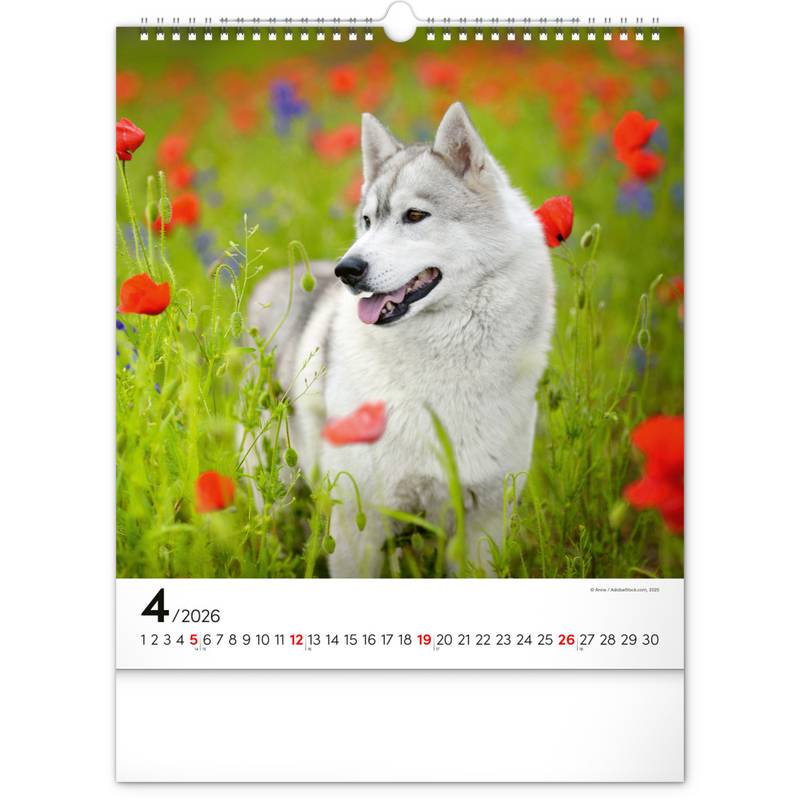 NOTIQUE Nástěnný kalendář Psi 2026, 30 x 34 cm NOTIQUE Nástěnný kalendář Psi 2026, 30 x 34 cm
