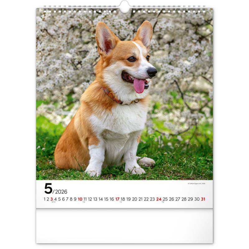 NOTIQUE Nástěnný kalendář Psi 2026, 30 x 34 cm NOTIQUE Nástěnný kalendář Psi 2026, 30 x 34 cm