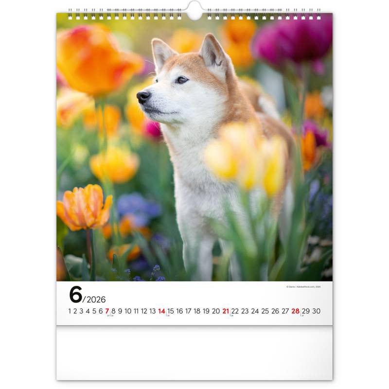 NOTIQUE Nástěnný kalendář Psi 2026, 30 x 34 cm NOTIQUE Nástěnný kalendář Psi 2026, 30 x 34 cm