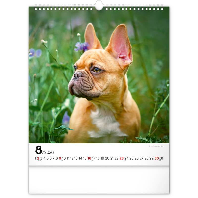 NOTIQUE Nástěnný kalendář Psi 2026, 30 x 34 cm NOTIQUE Nástěnný kalendář Psi 2026, 30 x 34 cm