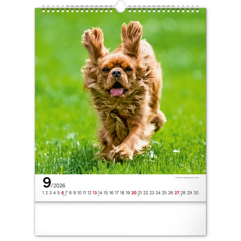 NOTIQUE Nástěnný kalendář Psi 2026, 30 x 34 cm NOTIQUE Nástěnný kalendář Psi 2026, 30 x 34 cm