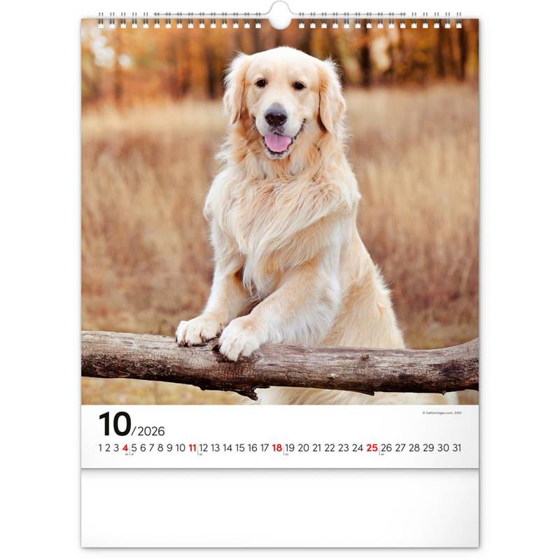 NOTIQUE Nástěnný kalendář Psi 2026, 30 x 34 cm NOTIQUE Nástěnný kalendář Psi 2026, 30 x 34 cm