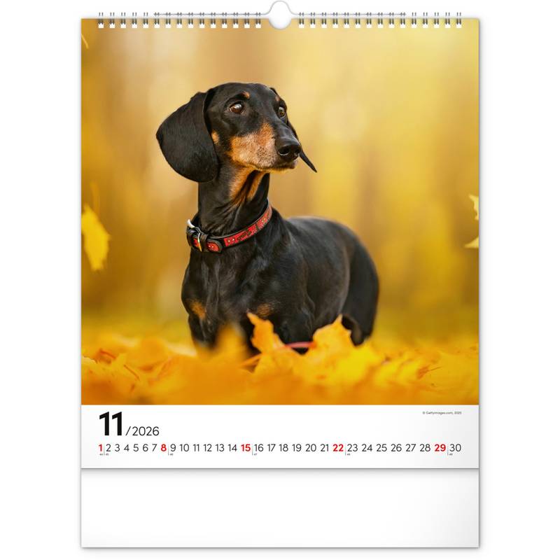 NOTIQUE Nástěnný kalendář Psi 2026, 30 x 34 cm NOTIQUE Nástěnný kalendář Psi 2026, 30 x 34 cm