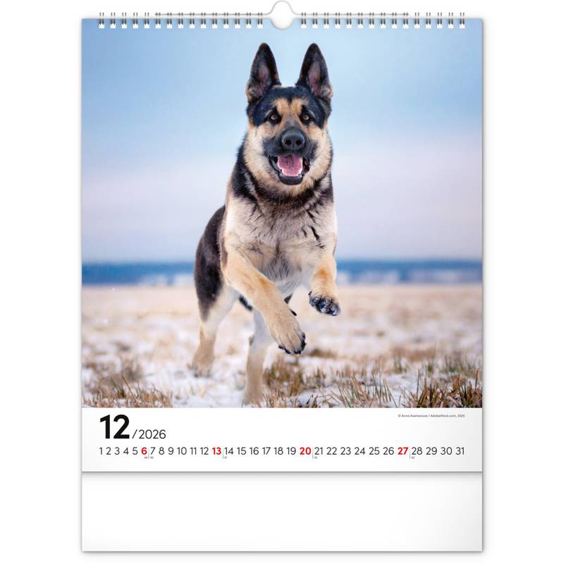 NOTIQUE Nástěnný kalendář Psi 2026, 30 x 34 cm NOTIQUE Nástěnný kalendář Psi 2026, 30 x 34 cm
