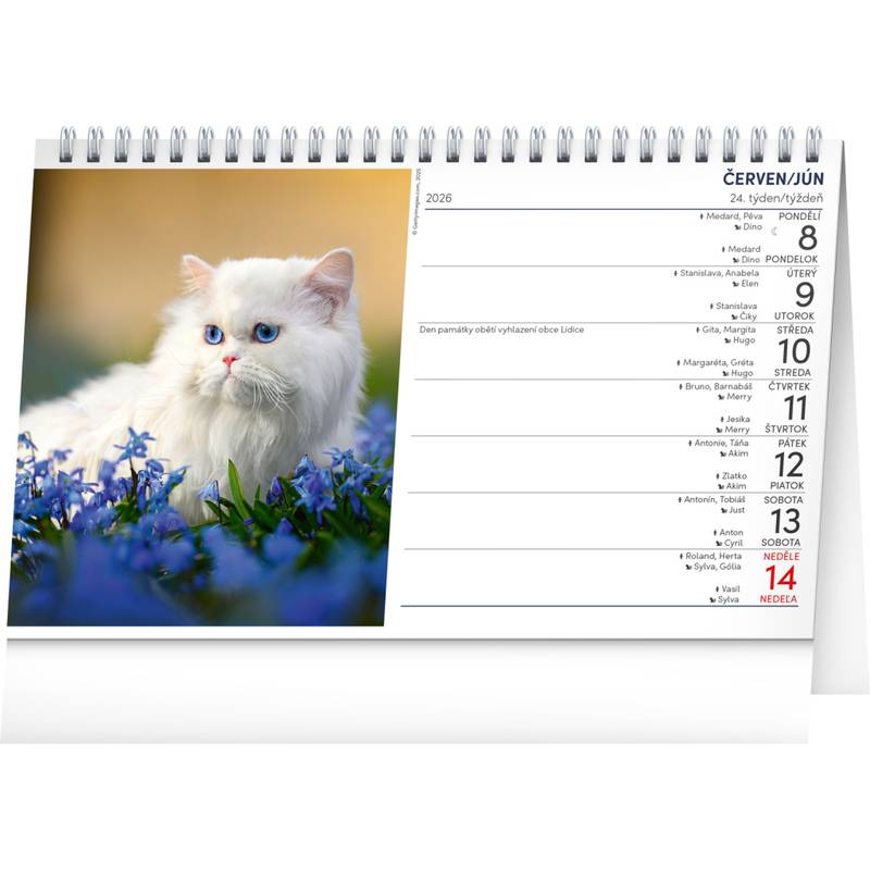 NOTIQUE Stolní kalendář Kočky – Kočky CZ/SK 2026, 23,1 x 14,5 cm NOTIQUE Stolní kalendář Kočky – Kočky CZ/SK 2026, 23,1 x 14,5 cm