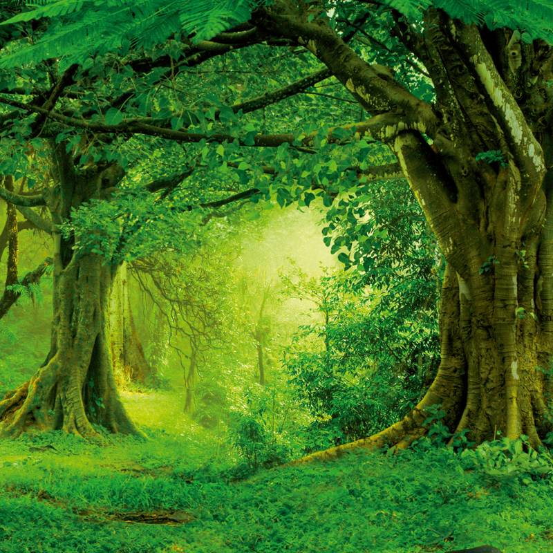 NOTIQUE Poznámkový kalendár Dažďové pralesy 2026, 30 x 30 cm NOTIQUE Poznámkový kalendár Dažďové pralesy 2026, 30 x 30 cm