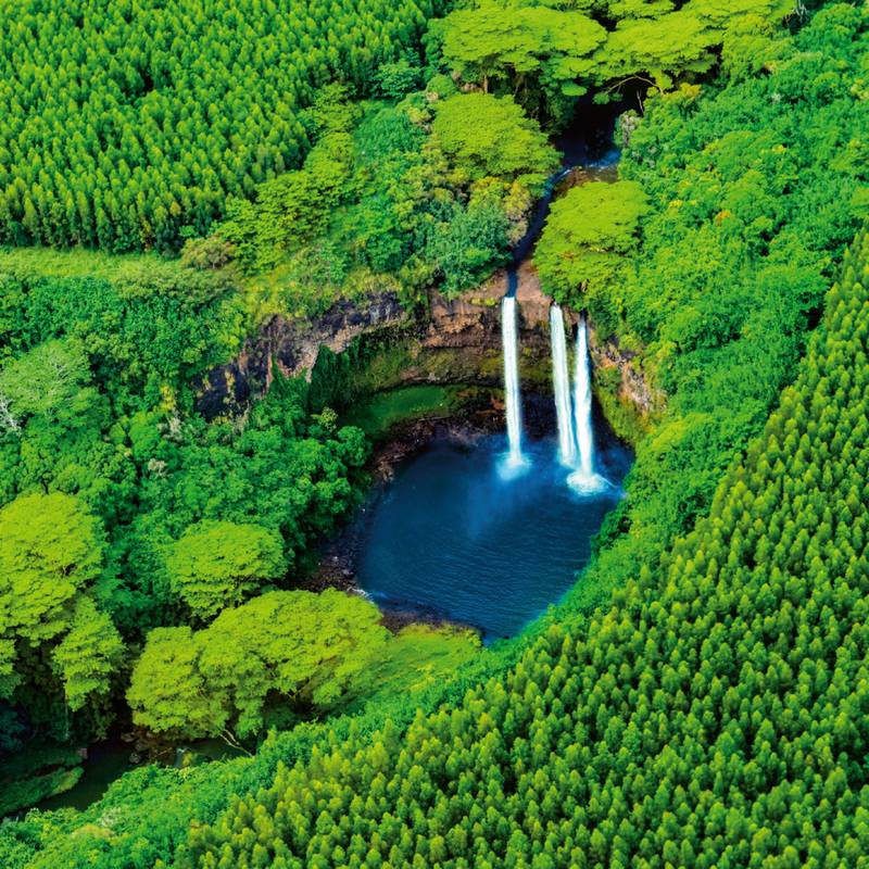 NOTIQUE Poznámkový kalendár Dažďové pralesy 2026, 30 x 30 cm NOTIQUE Poznámkový kalendár Dažďové pralesy 2026, 30 x 30 cm