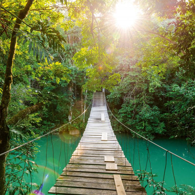 NOTIQUE Poznámkový kalendár Dažďové pralesy 2026, 30 x 30 cm NOTIQUE Poznámkový kalendár Dažďové pralesy 2026, 30 x 30 cm