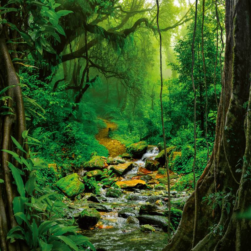 NOTIQUE Poznámkový kalendár Dažďové pralesy 2026, 30 x 30 cm NOTIQUE Poznámkový kalendár Dažďové pralesy 2026, 30 x 30 cm