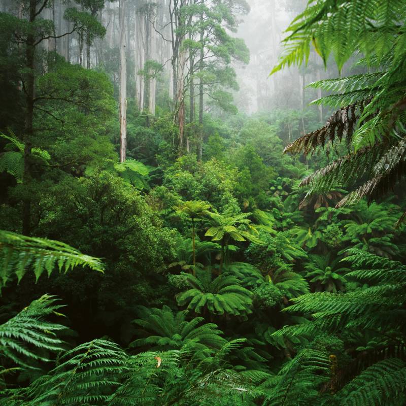 NOTIQUE Poznámkový kalendár Dažďové pralesy 2026, 30 x 30 cm NOTIQUE Poznámkový kalendár Dažďové pralesy 2026, 30 x 30 cm