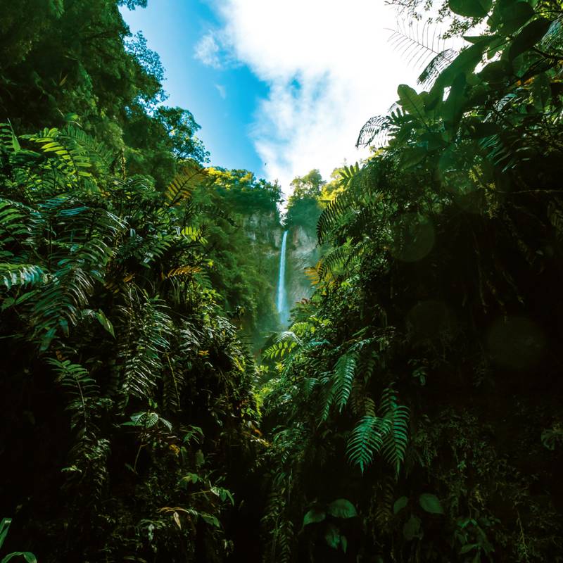 NOTIQUE Poznámkový kalendár Dažďové pralesy 2026, 30 x 30 cm NOTIQUE Poznámkový kalendár Dažďové pralesy 2026, 30 x 30 cm