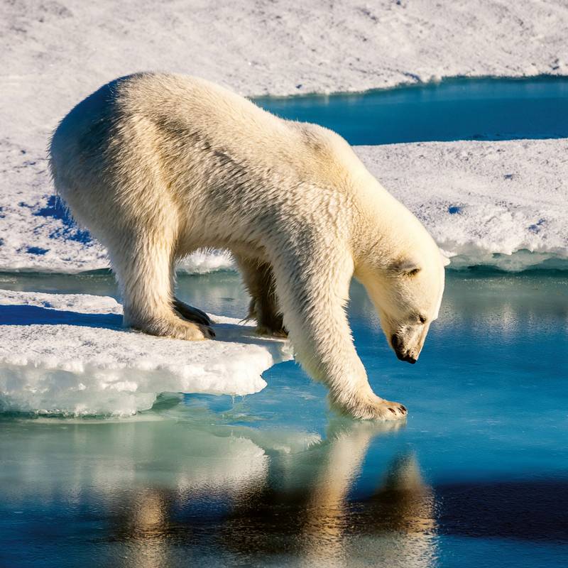 NOTIQUE Poznámkový kalendář Divoká zvířata 2026, 30 x 30 cm NOTIQUE Poznámkový kalendář Divoká zvířata 2026, 30 x 30 cm