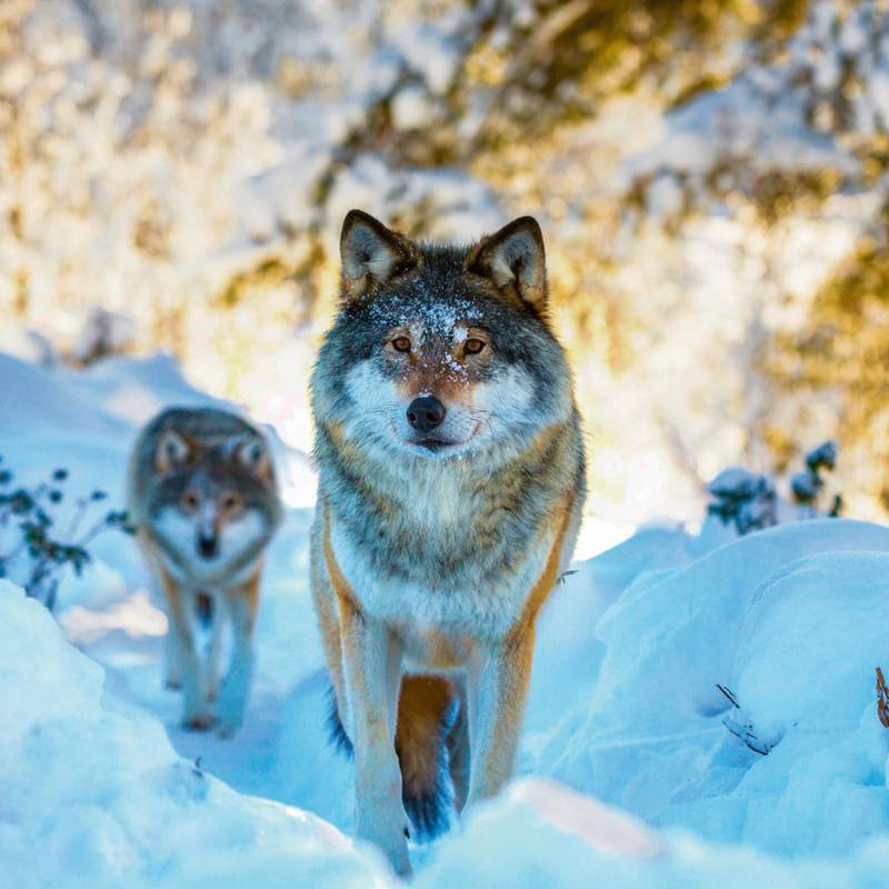 NOTIQUE Poznámkový kalendář Divoká zvířata 2026, 30 x 30 cm NOTIQUE Poznámkový kalendář Divoká zvířata 2026, 30 x 30 cm