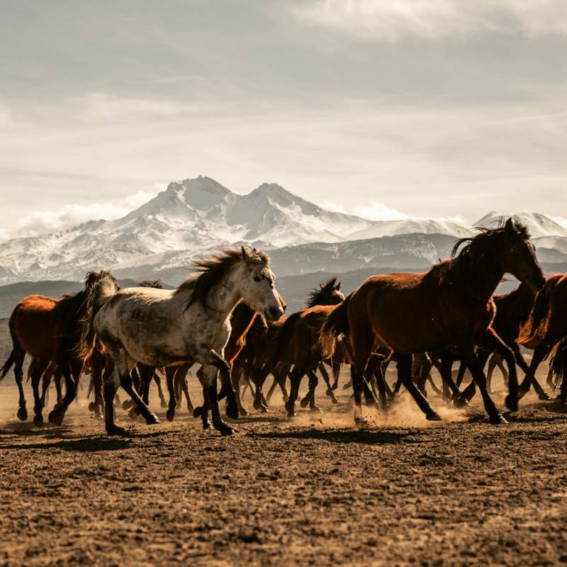 NOTIQUE Poznámkový kalendář Divoká zvířata 2026, 30 x 30 cm NOTIQUE Poznámkový kalendář Divoká zvířata 2026, 30 x 30 cm
