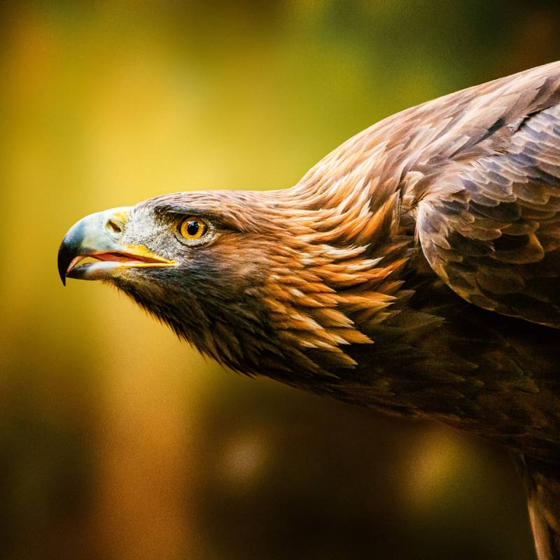 NOTIQUE Poznámkový kalendář Divoká zvířata 2026, 30 x 30 cm NOTIQUE Poznámkový kalendář Divoká zvířata 2026, 30 x 30 cm