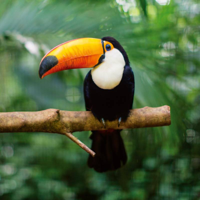 NOTIQUE Poznámkový kalendář Divoká zvířata 2026, 30 x 30 cm NOTIQUE Poznámkový kalendář Divoká zvířata 2026, 30 x 30 cm