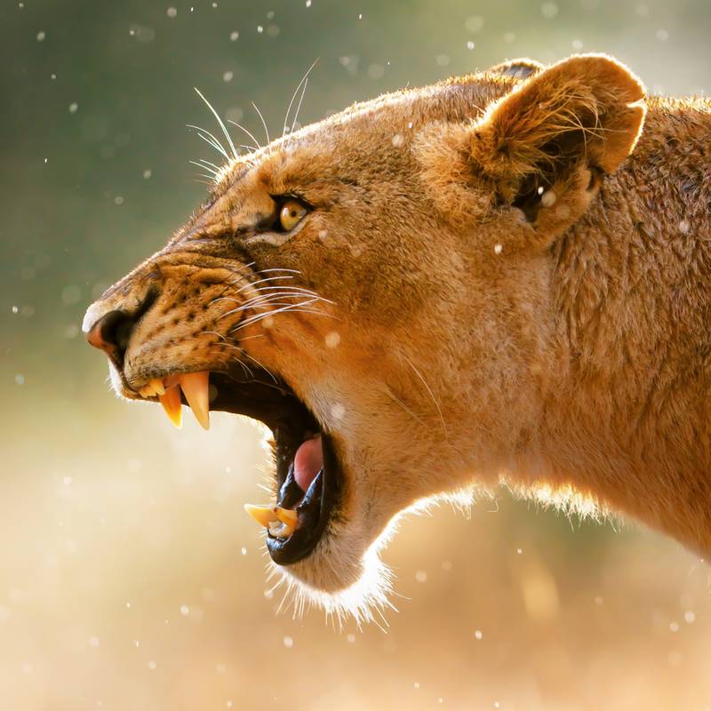 NOTIQUE Poznámkový kalendář Divoká zvířata 2026, 30 x 30 cm NOTIQUE Poznámkový kalendář Divoká zvířata 2026, 30 x 30 cm