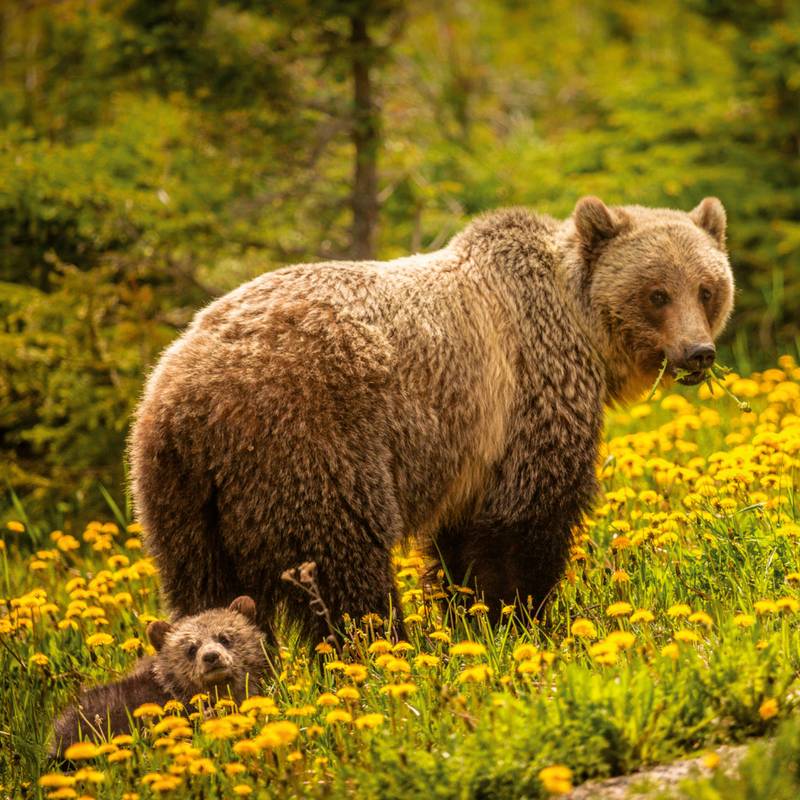 NOTIQUE Poznámkový kalendář Divoká zvířata 2026, 30 x 30 cm NOTIQUE Poznámkový kalendář Divoká zvířata 2026, 30 x 30 cm