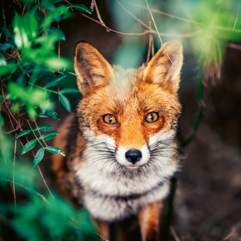 NOTIQUE Poznámkový kalendář Divoká zvířata 2026, 30 x 30 cm NOTIQUE Poznámkový kalendář Divoká zvířata 2026, 30 x 30 cm