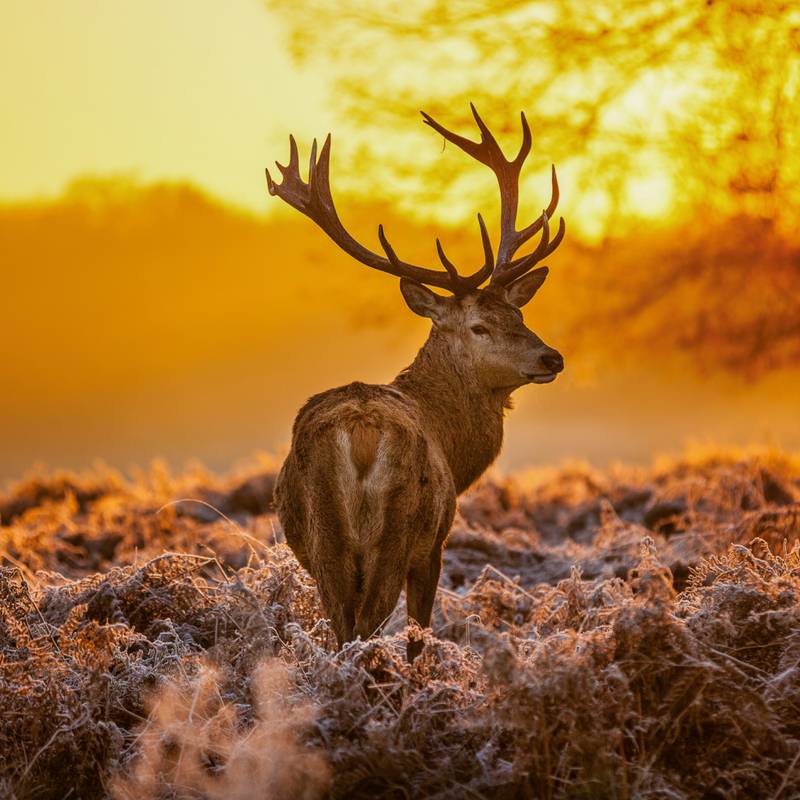 NOTIQUE Poznámkový kalendář Divoká zvířata 2026, 30 x 30 cm NOTIQUE Poznámkový kalendář Divoká zvířata 2026, 30 x 30 cm