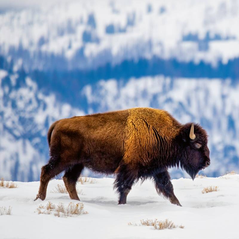 NOTIQUE Poznámkový kalendář Divoká zvířata 2026, 30 x 30 cm NOTIQUE Poznámkový kalendář Divoká zvířata 2026, 30 x 30 cm