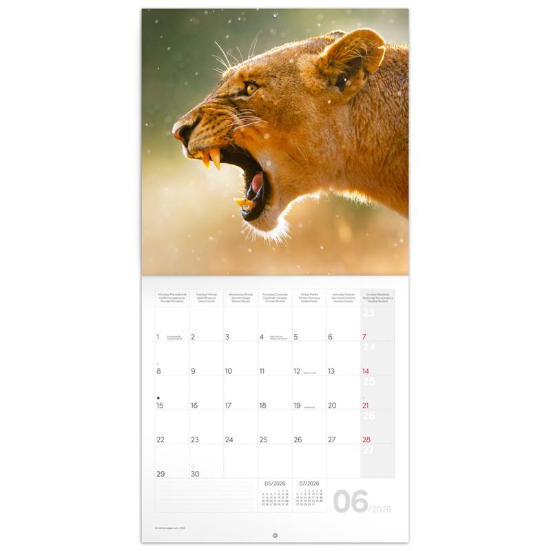 NOTIQUE Poznámkový kalendář Divoká zvířata 2026, 30 x 30 cm NOTIQUE Poznámkový kalendář Divoká zvířata 2026, 30 x 30 cm