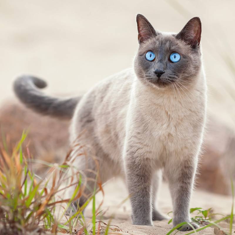 NOTIQUE Poznámkový kalendár Mačky 2026, 30 x 30 cm NOTIQUE Poznámkový kalendár Mačky 2026, 30 x 30 cm