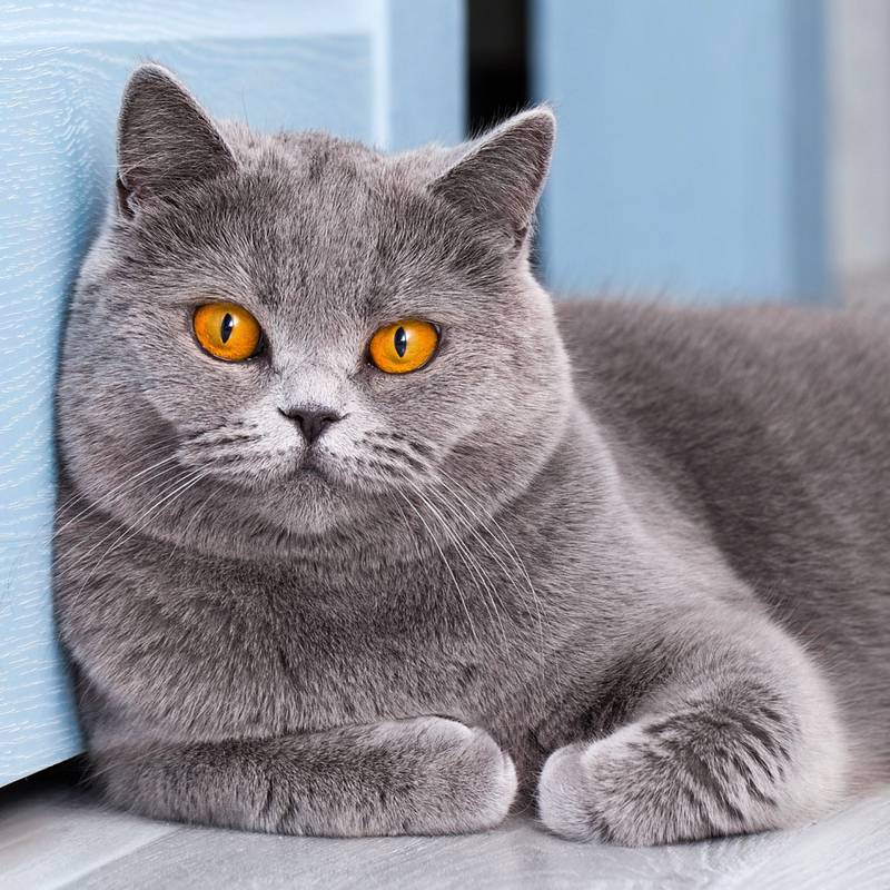 NOTIQUE Poznámkový kalendár Mačky 2026, 30 x 30 cm NOTIQUE Poznámkový kalendár Mačky 2026, 30 x 30 cm