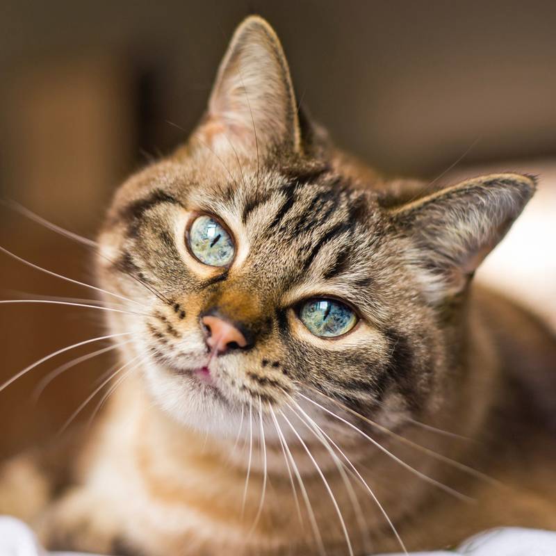 NOTIQUE Poznámkový kalendár Mačky 2026, 30 x 30 cm NOTIQUE Poznámkový kalendár Mačky 2026, 30 x 30 cm