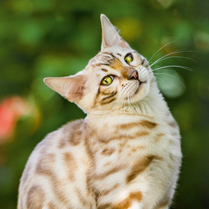 NOTIQUE Poznámkový kalendár Mačky 2026, 30 x 30 cm NOTIQUE Poznámkový kalendár Mačky 2026, 30 x 30 cm