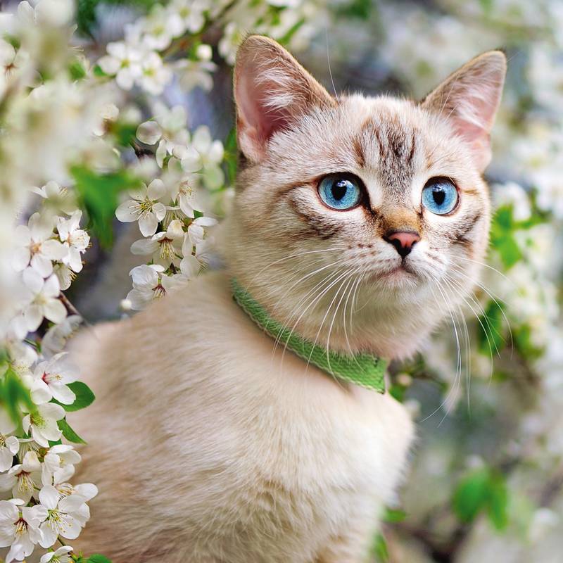 NOTIQUE Poznámkový kalendár Mačky 2026, 30 x 30 cm NOTIQUE Poznámkový kalendár Mačky 2026, 30 x 30 cm