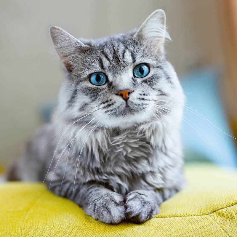 NOTIQUE Poznámkový kalendár Mačky 2026, 30 x 30 cm NOTIQUE Poznámkový kalendár Mačky 2026, 30 x 30 cm