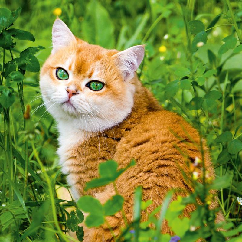 NOTIQUE Poznámkový kalendár Mačky 2026, 30 x 30 cm NOTIQUE Poznámkový kalendár Mačky 2026, 30 x 30 cm