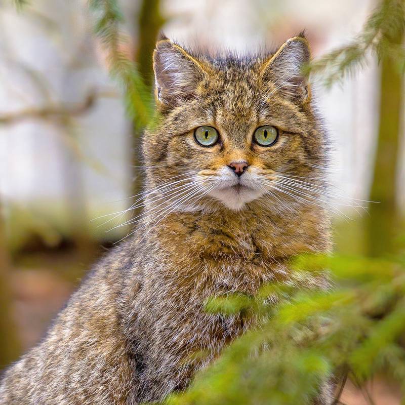 NOTIQUE Poznámkový kalendár Mačky 2026, 30 x 30 cm NOTIQUE Poznámkový kalendár Mačky 2026, 30 x 30 cm