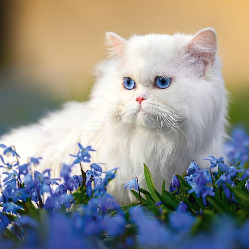 NOTIQUE Poznámkový kalendár Mačky 2026, 30 x 30 cm NOTIQUE Poznámkový kalendár Mačky 2026, 30 x 30 cm