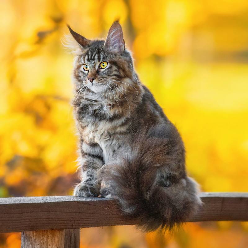 NOTIQUE Poznámkový kalendár Mačky 2026, 30 x 30 cm NOTIQUE Poznámkový kalendár Mačky 2026, 30 x 30 cm