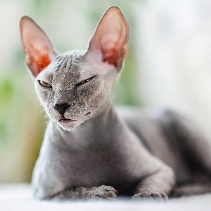 NOTIQUE Poznámkový kalendár Mačky 2026, 30 x 30 cm NOTIQUE Poznámkový kalendár Mačky 2026, 30 x 30 cm