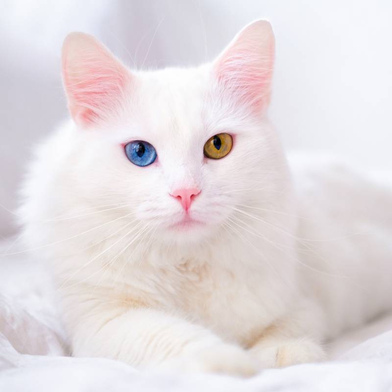 NOTIQUE Poznámkový kalendár Mačky 2026, 30 x 30 cm NOTIQUE Poznámkový kalendár Mačky 2026, 30 x 30 cm