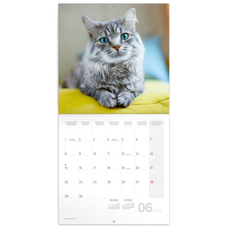 NOTIQUE Poznámkový kalendár Mačky 2026, 30 x 30 cm NOTIQUE Poznámkový kalendár Mačky 2026, 30 x 30 cm
