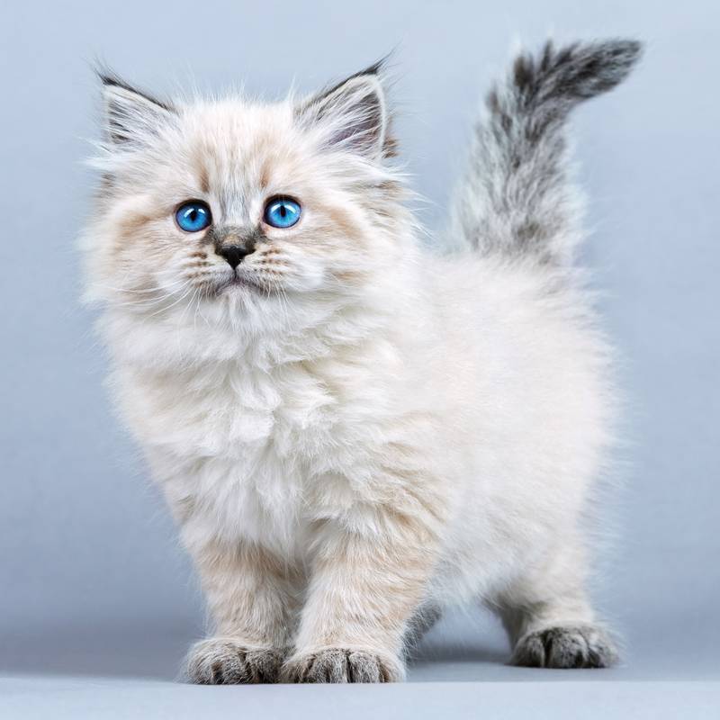 NOTIQUE Poznámkový kalendár Mačiatka 2026, 30 x 30 cm NOTIQUE Poznámkový kalendár Mačiatka 2026, 30 x 30 cm