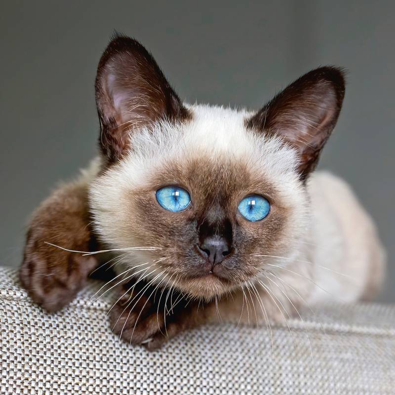 NOTIQUE Poznámkový kalendár Mačiatka 2026, 30 x 30 cm NOTIQUE Poznámkový kalendár Mačiatka 2026, 30 x 30 cm